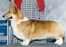 CH. Foxway Corg'rd Crystal Legacy 